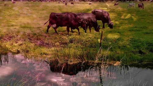 Cows grazing in grass