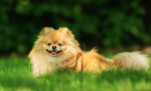 Portrait of dog on field