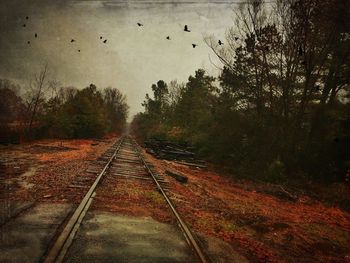 Railroad tracks in forest