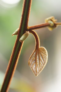 Close-up of plant leaf