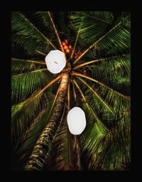 Low angle view of illuminated lighting equipment on tree