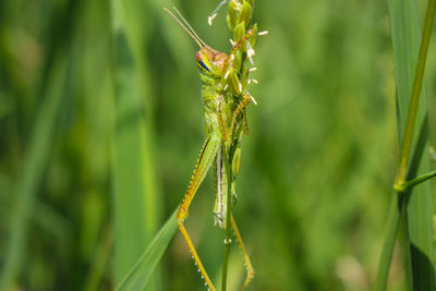  grasshopper and rice grasshopper the rice stalks green background