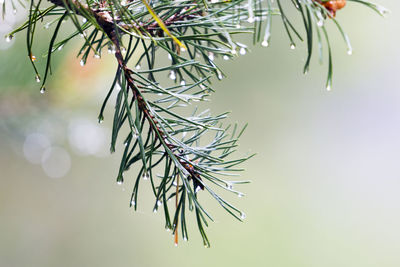 Close-up of tree branch