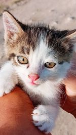Close-up portrait of cat with kitten