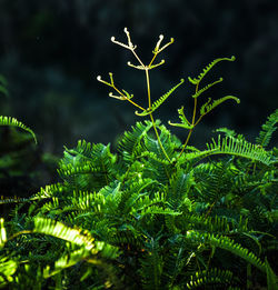 Close-up of fern tree