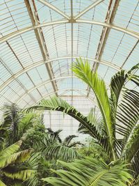 Plants growing in greenhouse