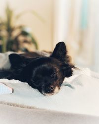 Close-up of puppy relaxing