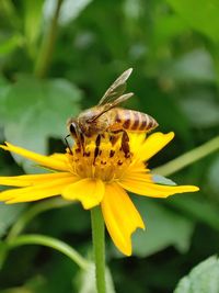 Close-up of bee pollinating on flower