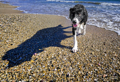 Dogs standing at beach