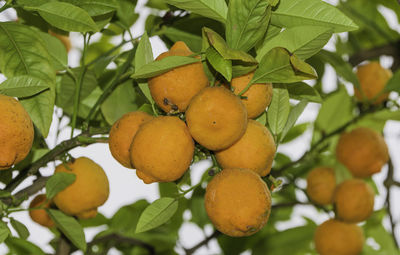 Low angle view of oranges growing on tree