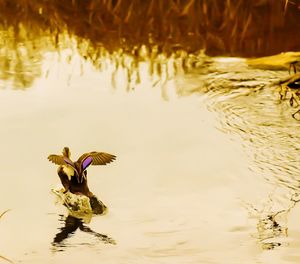 Close-up of bird in lake