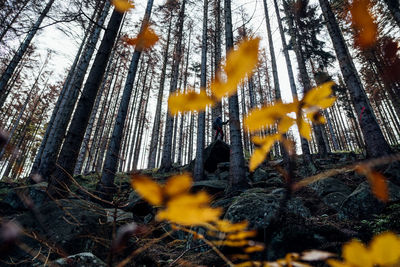 Low angle view of trees in forest