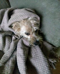 High angle view of dog sleeping on bed