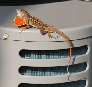 Close-up of butterfly on metal