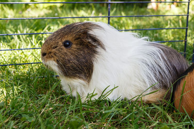 Close-up of an animal on grass