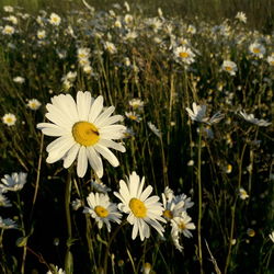 Close-up of white daisy flowers on field