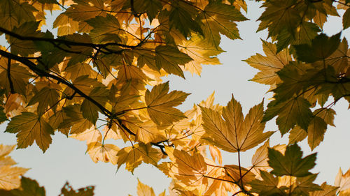 Low angle view of autumnal leaves against sky