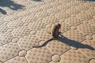 High angle view of monkey on footpath