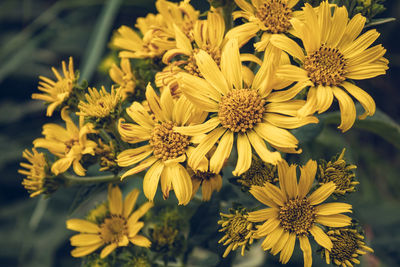 Close-up of yellow flowering plants