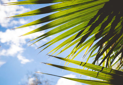 Low angle view of palm tree against sky