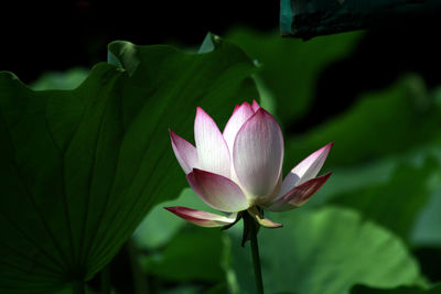 Close-up of pink lotus water lily