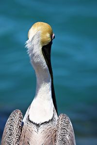 Close-up of a bird