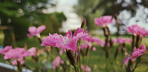 Close-up of pink flowering plants