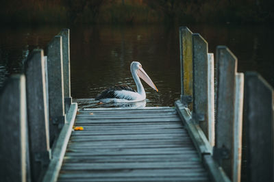 View of bird on pier against lake