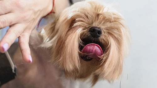 Dog grooming and getting professional service at pet salon by groomer