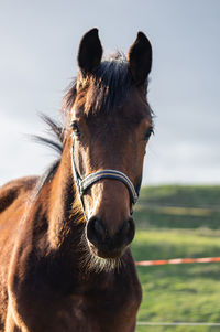 Horse on field against sky