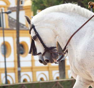 Close-up of horse cart