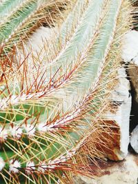 Close-up of plant on field