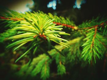 Close-up of leaves