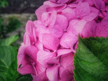 Close-up of pink flower