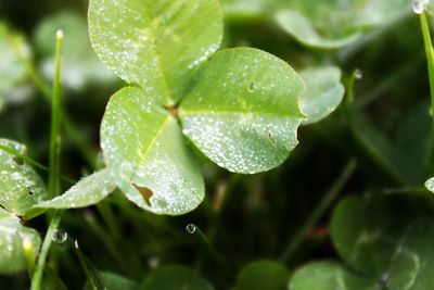 Close-up of water drops on leaf