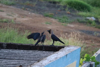 Bird perching on railing