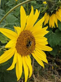 Close-up of insect on sunflower