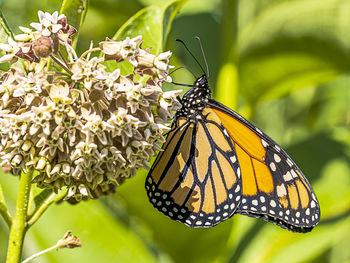 Close-up of butterfly pollinating on flower