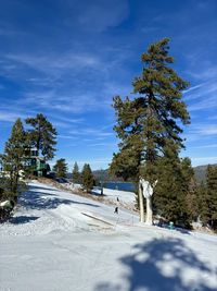 Trees on snow covered field against sky