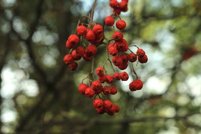 Low angle view of red berries growing on tree