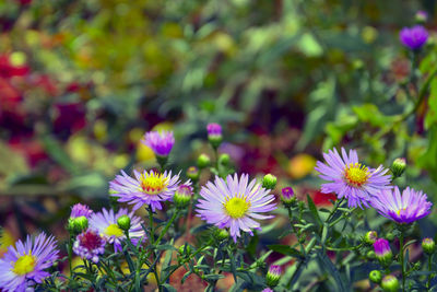 Close-up of purple coneflower blooming outdoors