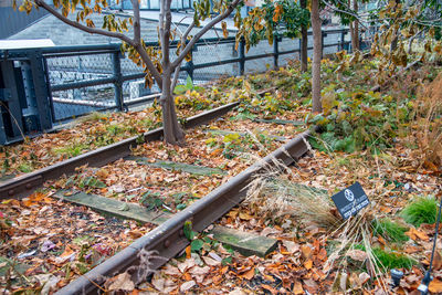 Abandoned railroad track amidst trees during autumn