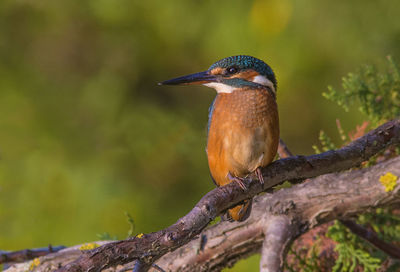 Close-up of bird perching on tree