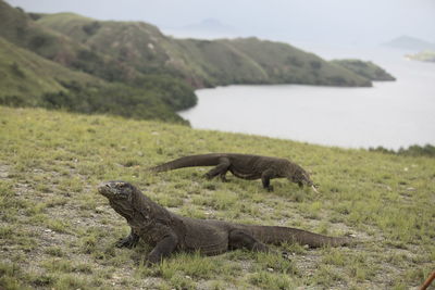 Komodo dragons on landscape