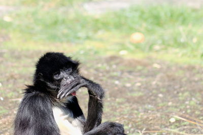 Close-up of monkey on field