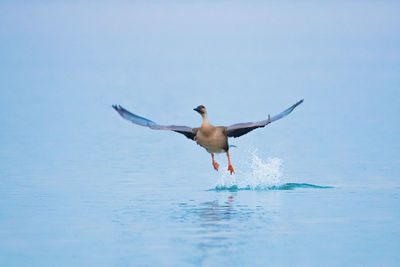 Bird flying over sea