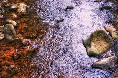 High angle view of snake on rock in sea