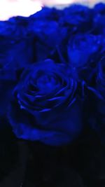 Close-up of blue rose at black background