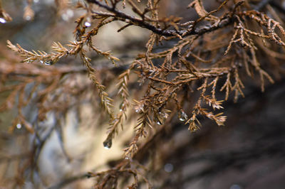 Close-up of water drops on bare tree branches