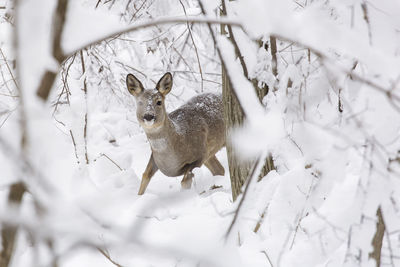 View of deer on snow covered land